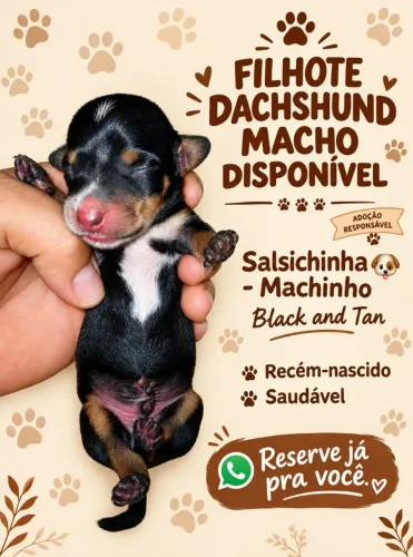 Filhote de daschund