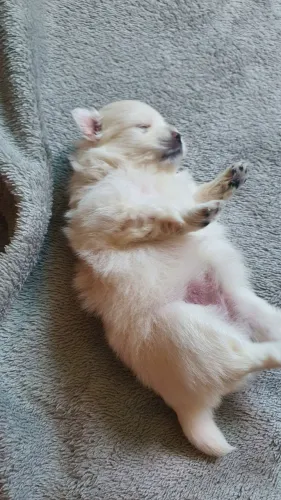 Fihotes de lulu da Pomerânia fêmea