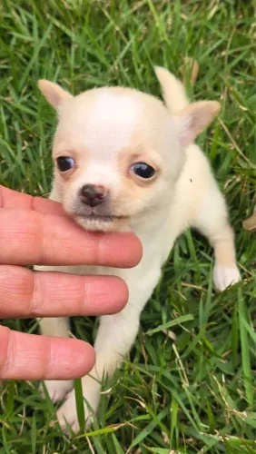 Chihuahua 