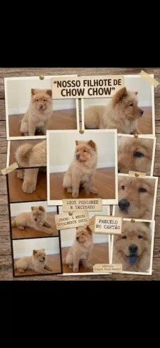Vendo filhote de chow chow, com 4 meses, todo vacinado, raça totalmente pura, dócil.
