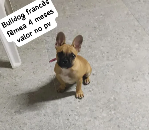 Cachorro Bulldog francês fêmea 