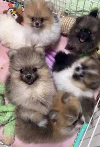 FILHOTES DE LULA DA POMERANIA (SPITZ ALEMÃO)