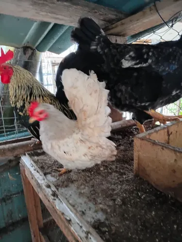 Vende se 3 ganize 3 macho uma femia galinha naznik um galinho nazanik novinho