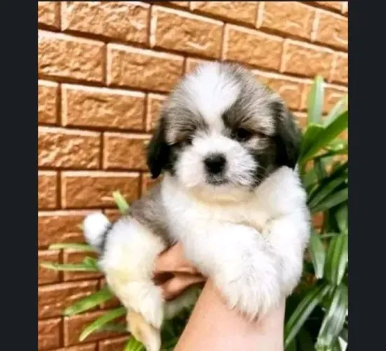 Shih Tzu só chamar *