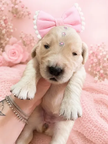 Filhotes de Golden Retriever