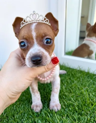 Pinscher Princesinha Super Carinhosa