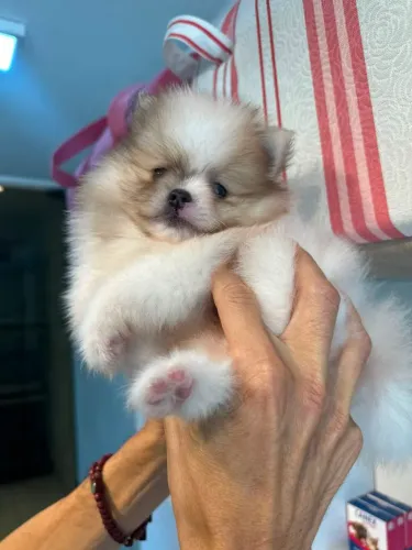 Encantador e lindo spitz macho