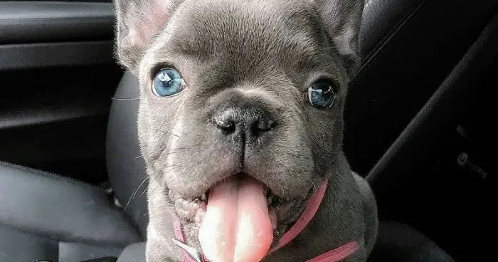 Filhote de Bulldog Francês para Adoção - Um Novo Melhor Amigo Espera por Você!