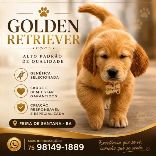 Filhotes Golden Alto padrão