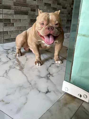 American bully 