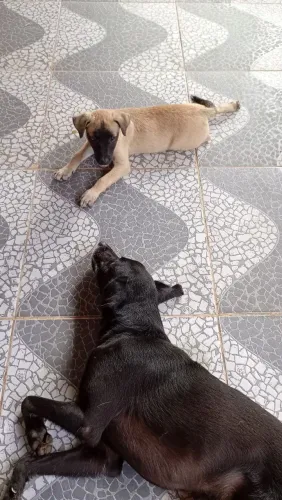 ADOÇÃO RESPONSÁVEL 