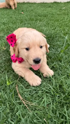 Golden retriever