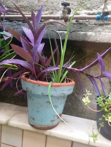 Vaso planta abacaxi de jardim e trapoeraba roxa.