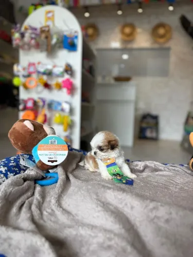 Shih Tzu mini machos 