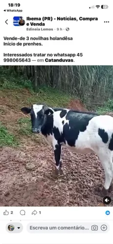 Vendo 3 novilhas boa raça holandesa, novilhas criadas a pasto de excelente genética
