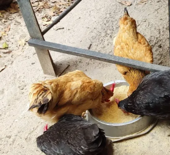 Vende-se 10 galinhas de mistura com galinha balão. media de 2 a 3 kg por galinha