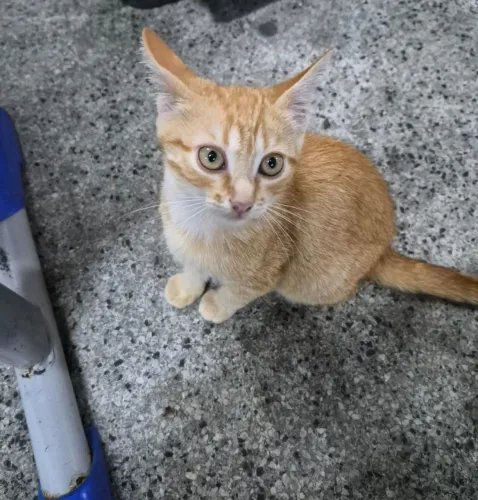 Gatinha, 3 meses, muito dócil