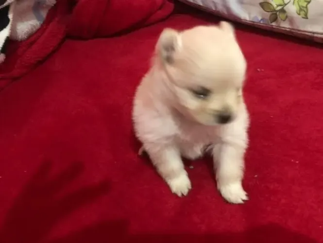 Cachorro sptz alemão filhote