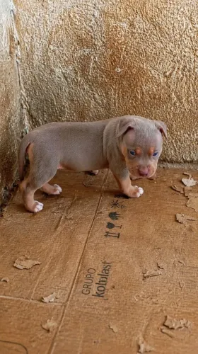 Cachorra tri para vende 