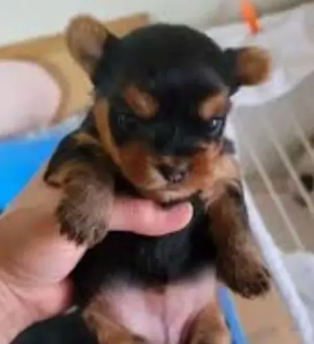Yorkshire Terrier Maravilhosos Miniaturas.