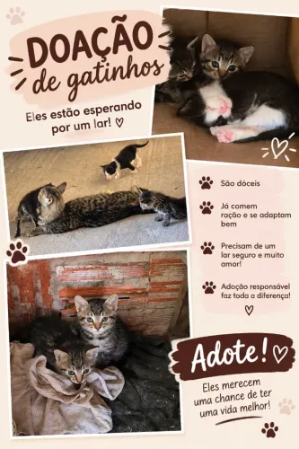 Gatinhos