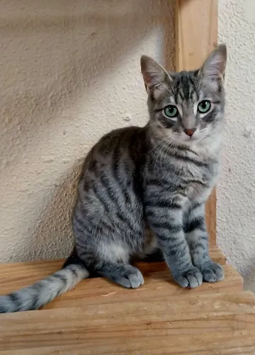 Gatinho peludo 4m brasino cinza tigrado macho
