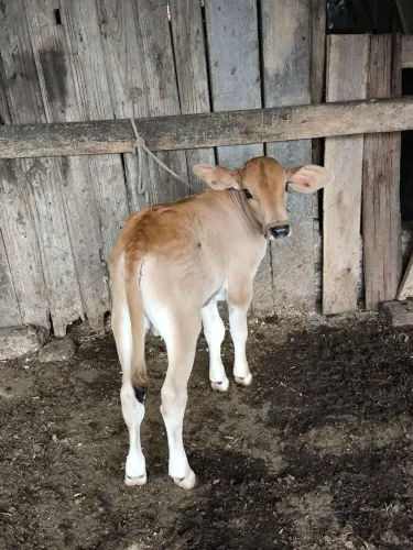 Terneiros / boi / vaca