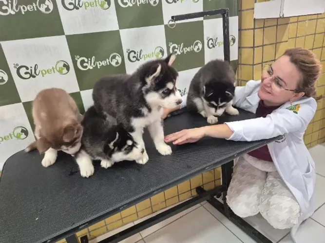Adestramento de Cães Adulto e Filhotes