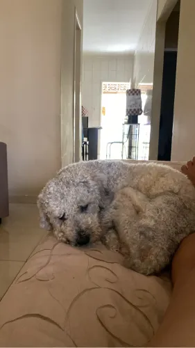 Cachorro podlle