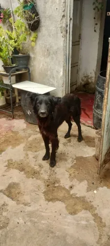 Doação de um cachorro porte médio de 11 meses macho...