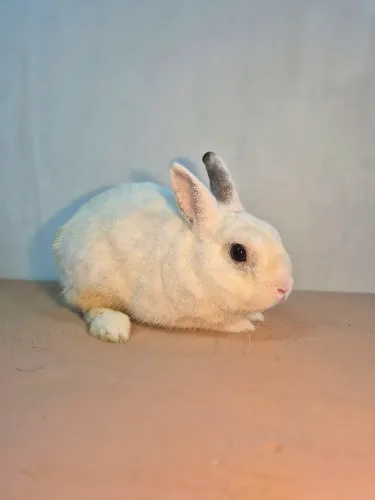 Coelho Anão de Netherland - coelhos