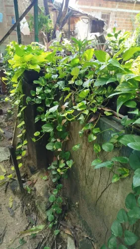 Planta jibóia muda excelente para o seu jardim