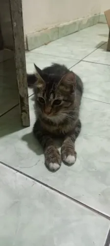 Doação de gatinho