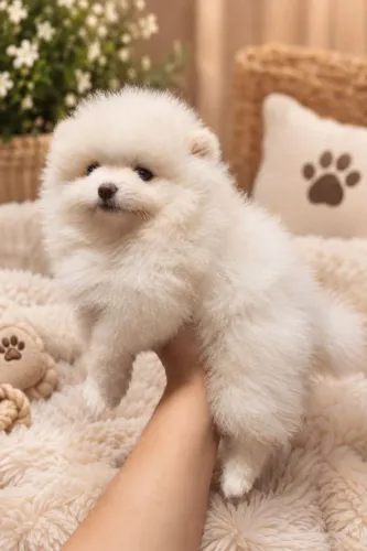 Spitz alemão lulu da Pomerânia fêmea