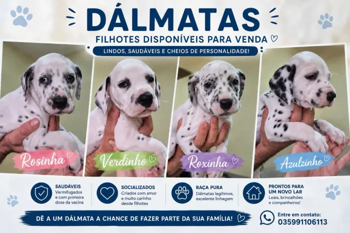 Filhote de Dálmata