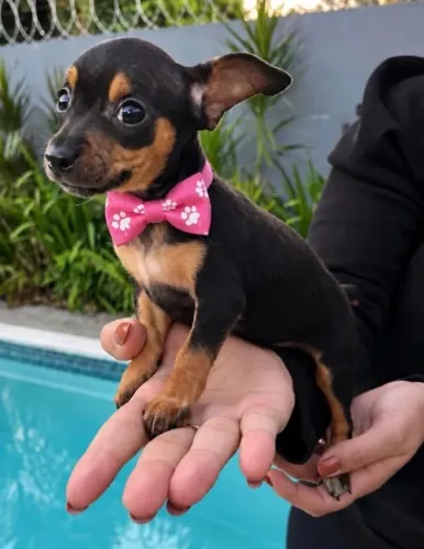 Pinscher Filhote - Pequeno Companheiro