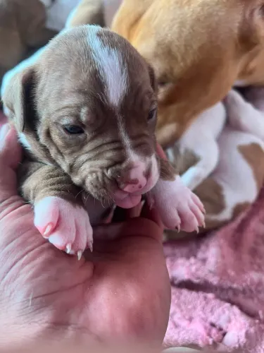 Pitbulls disponíveis