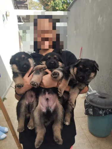 Cachorro pastor alemão