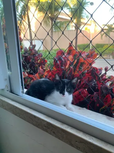 Gatinhos para adoção responsável