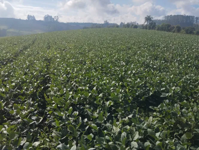 vendo sítio 10 hectares