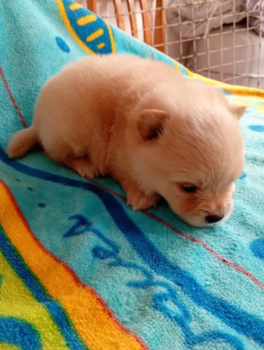 Filhote de Lulu da Pomerânia 
