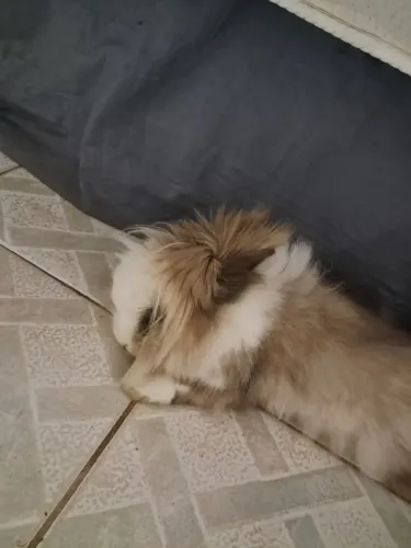 Coelho lion head