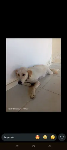 Cachorro labrador fêmea doação