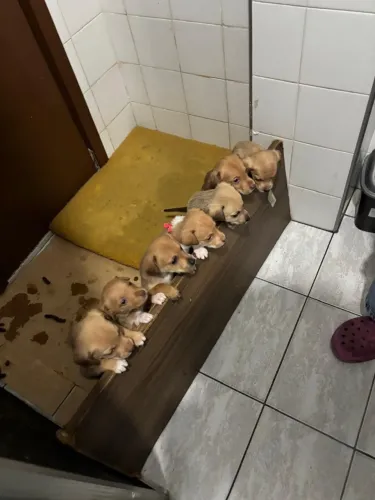 FILHOTES DE PITBULL PARA ADOÇÃO ?