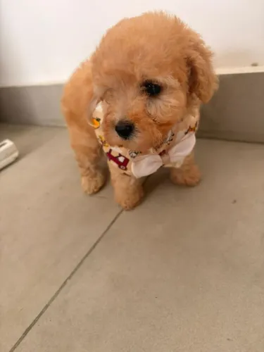 Poodle Toy Fêmeas Fofurinhas disponíveis.