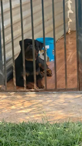 Disponível para Acasalamento