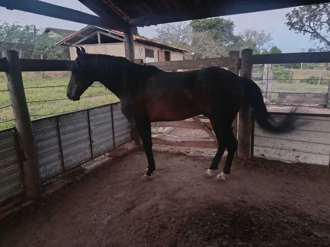 Cavalo manga larga machador