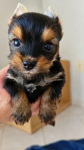 Fêmea Yorkshire terrier Disponível