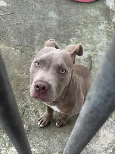 American bully