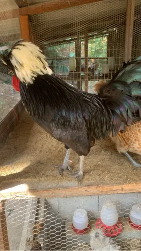 Terno de Polonesa 1 Macho e 2 Fêmeas 